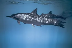 Graceful dolphins swimming underwater captured with a Canon DSLR. jigsaw puzzle