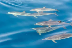 A pod of dolphins gracefully swimming underwater in the clear blue sea. jigsaw puzzle