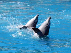 Two dolphins swimming playfully in the vibrant blue water, captured outdoors. jigsaw puzzle