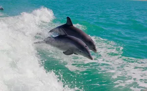 Two dolphins leap through turquoise waters of Florida, showcasing vibrant marine life. jigsaw puzzle