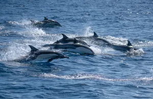 A dynamic scene of dolphins gracefully swimming across the Pacific Ocean in San Diego, California, USA. jigsaw puzzle