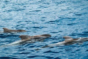 A pod of dolphins gracefully swimming in the crystal blue waters off Santa Cruz de Tenerife, Spain. jigsaw puzzle
