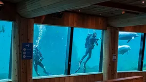 Scuba divers and dolphins swim in an aquarium viewed from inside. jigsaw puzzle