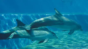 A captivating image of dolphins swimming gracefully underwater, showcasing marine life. jigsaw puzzle