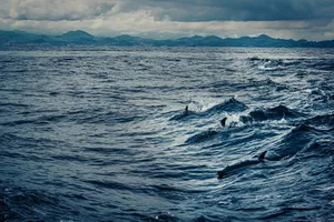 Dolphins swimming in the waves of the Atlantic Ocean off the coast of Portugal. jigsaw puzzle