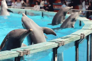 Captivating image of dolphins jumping joyfully in a Lisbon aquarium. jigsaw puzzle
