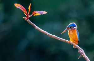 A vibrant kingfisher perched on a branch next to colorful leaves, showcasing nature's beauty. jigsaw puzzle