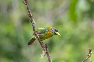 Vibrant bearded barbet perched on a branch, showcasing its vivid plumage in a tropical rainforest setting. jigsaw puzzle