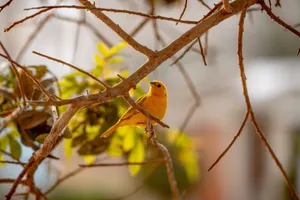Close-up of a vibrant yellow canary sitting on a tree branch with green foliage behind. jigsaw puzzle