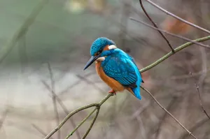 A stunning kingfisher with vivid colors perched on a branch in the wild, showcasing nature's beauty. jigsaw puzzle