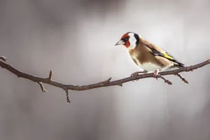 Close-up of a European Goldfinch (Carduelis carduelis) perched on a tree branch in natural habitat. jigsaw puzzle