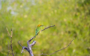 A colorful green bee-eater bird perched on a branch against a blurred natural background. jigsaw puzzle