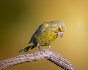 Close-up of a vibrant Greenfinch on a rustic branch with a warm background. jigsaw puzzle