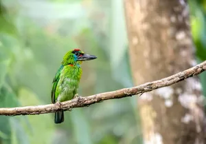 Close-up of a colorful red-throated barbet perched on a tree branch in a lush forest setting. jigsaw puzzle