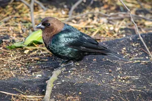 A close-up of a male Brown-headed Cowbird (Molothrus ater) on a branch outdoors. jigsaw puzzle