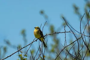 Close-up of a yellowhammer bird on a branch against a clear blue sky. jigsaw puzzle