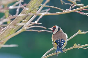 Brightly colored European Goldfinch perched on a tree branch in natural habitat. jigsaw puzzle