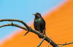 A vibrant European starling perched on a branch against a bright background in Hungary. jigsaw puzzle