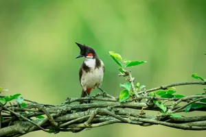 Close-up of a Red-whiskered Bulbul perched on a branch, showcasing natural beauty in Bengaluru's wildlife habitat. jigsaw puzzle