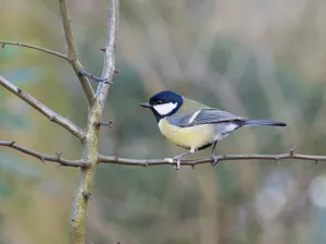 A Great Tit (Parus major) perched on a thorny branch, showcasing wildlife in natural settings. jigsaw puzzle