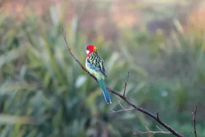 A vibrant Eastern Rosella perched on a branch in a New Zealand forest setting. jigsaw puzzle