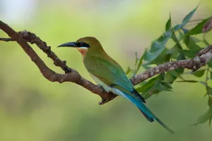 A vibrant blue-tailed bee-eater rests on a branch with a lush, green background. jigsaw puzzle