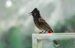 Red-vented bulbul singing while perched on a glass edge outdoors. jigsaw puzzle