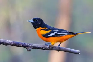 Colorful Baltimore Oriole perched on branch in natural setting. jigsaw puzzle