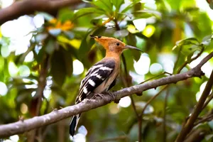 Close-up of a Eurasian Hoopoe perched on a branch in Mysuru, KA, India. jigsaw puzzle
