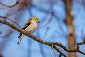 Close-up of an American Goldfinch perched on a tree branch against a clear blue sky. jigsaw puzzle