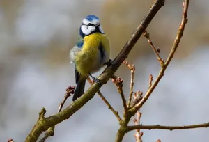 A blue tit bird elegantly perched on a tree branch during spring, showcasing vibrant plumage. jigsaw puzzle