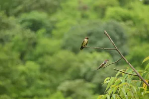 Two swallows perched on a branch against a vibrant green forest background. jigsaw puzzle
