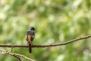 A vibrant bird rests on a branch against a green backdrop in Taipei, Taiwan. jigsaw puzzle