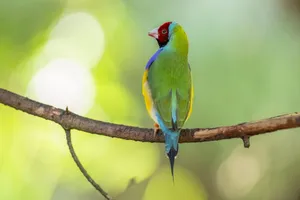 Close-up of a colorful Gouldian Finch perched on a branch in vibrant natural setting. jigsaw puzzle