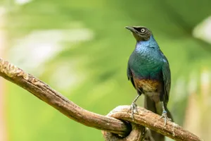 A vibrant starling perched on a branch with a lush green background in New York, USA. jigsaw puzzle