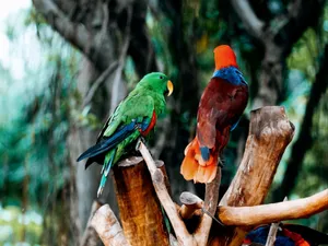 Colorful parrots resting on branches in a lush tropical setting. jigsaw puzzle