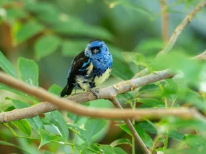 A vibrant blue tanager perched on a tree branch amidst lush greenery. jigsaw puzzle