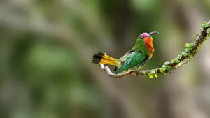 Colorful bee-eater bird on a branch with blurred green background. jigsaw puzzle
