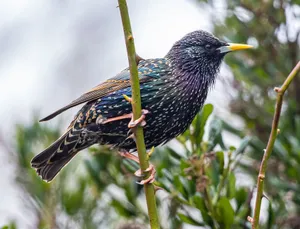 Detailed close-up of a vibrant common starling perched on a branch with a blurred green background. jigsaw puzzle