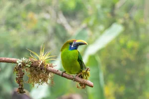 Vibrant Emerald Toucanet on lush mossy branch in Costa Rican rainforest. jigsaw puzzle