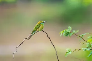 Close-up of a vibrant green bee eater perched on a thorny branch in its natural habitat with soft green background. jigsaw puzzle