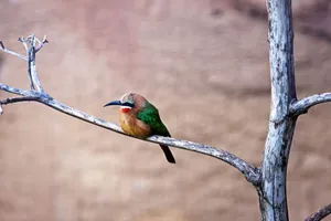 A vibrant White-fronted Bee-eater perched on a dry branch captured in stunning wildlife photography. jigsaw puzzle