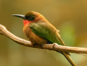 Vibrant bird with striking plumage perched on a branch, showcasing vivid colors and detailed feathers. jigsaw puzzle