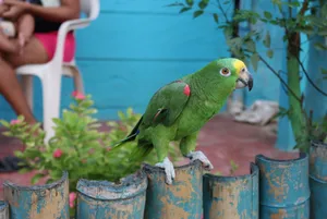 Vibrant green parrot perched on a fence with a colorful tropical backdrop. jigsaw puzzle