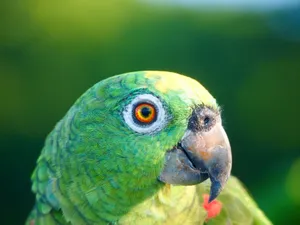 Vivid close-up of a green parrot with striking orange eyes against a blurred background. jigsaw puzzle