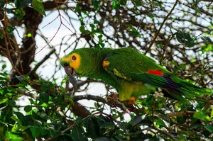 A stunning green parrot perched among vibrant leaves in a serene outdoor setting. jigsaw puzzle