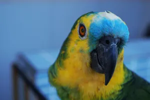 Vibrant turquoise-fronted amazon parrot with vivid colors and a curious stare. jigsaw puzzle