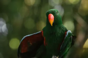 Close-up of a green Eclectus parrot with red and blue feathers in a lush environment. jigsaw puzzle