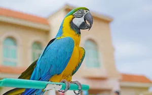 A close-up of a colorful blue and yellow macaw perched outdoors in Dubai. jigsaw puzzle