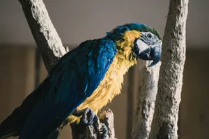 Close-up of a colorful blue-and-yellow macaw perched on a branch in natural lighting. jigsaw puzzle